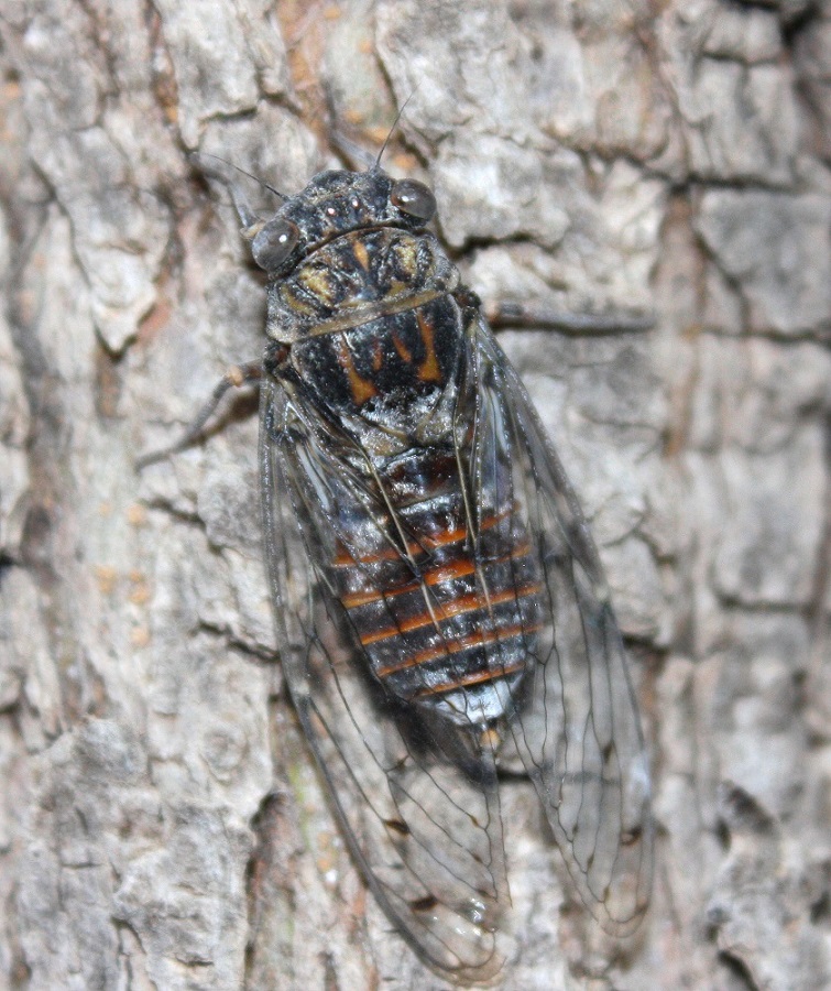 Cicada orni